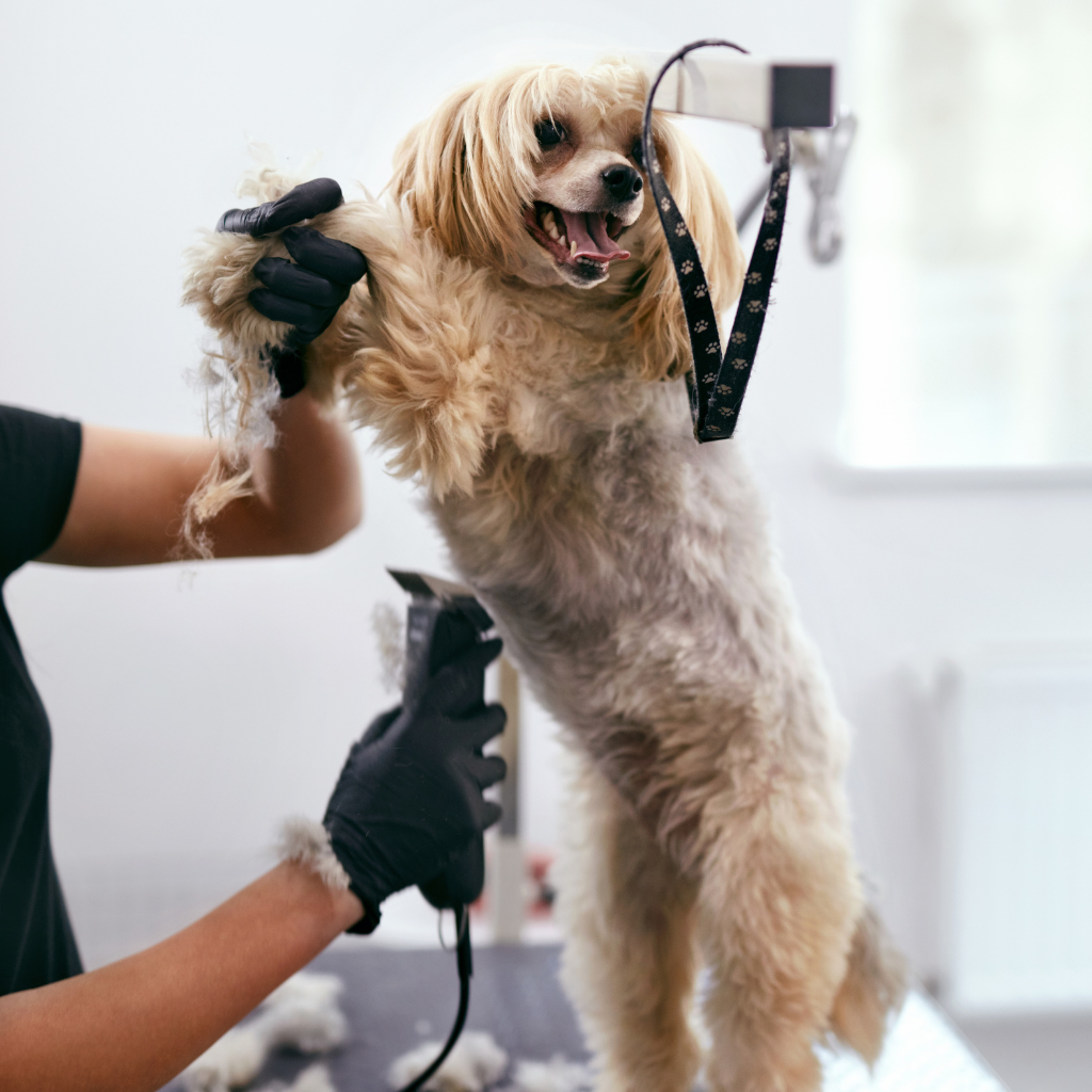 Full service dog clearance grooming